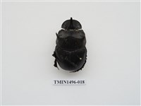藏品(大黑糞金龜)的圖片